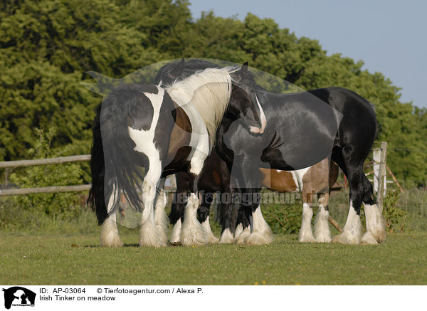 Irish Tinker on meadow / AP-03064