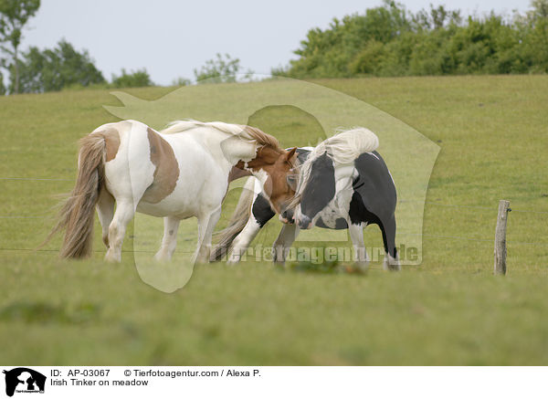 Irish Tinker auf der Weide / Irish Tinker on meadow / AP-03067