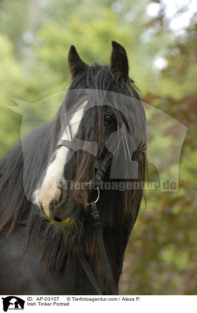 Irish Tinker Portrait / AP-03107