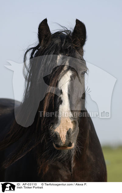 Irish Tinker Portrait / AP-03110