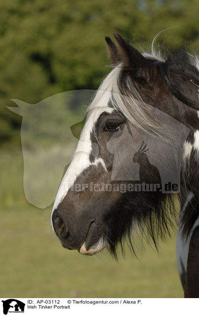 Irish Tinker Portrait / AP-03112