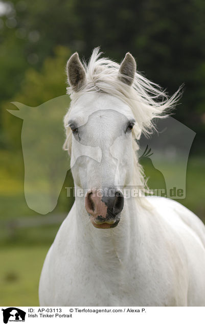 Irish Tinker Portrait / AP-03113