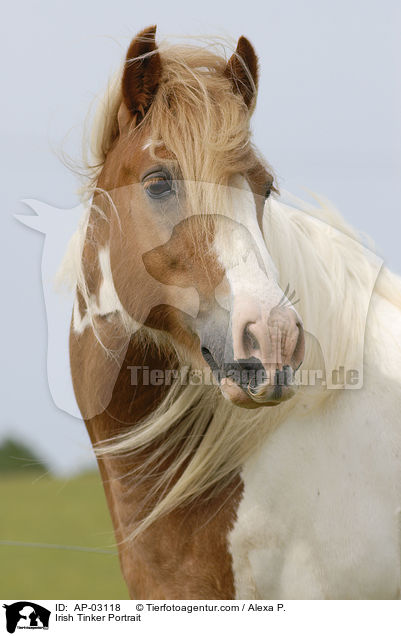 Irish Tinker Portrait / AP-03118