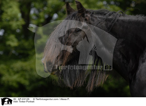 Irish Tinker Portrait / AP-03126