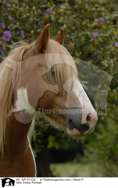 Irish Tinker Portrait / Irish Tinker Portrait / AP-03132