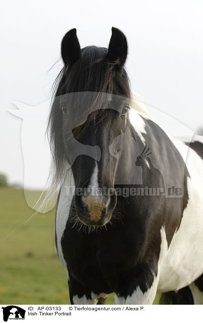 Irish Tinker Portrait / AP-03133