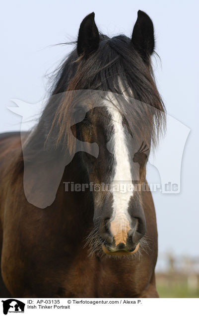 Irish Tinker Portrait / Irish Tinker Portrait / AP-03135