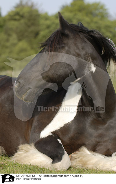 Irish Tinker Portrait / AP-03142