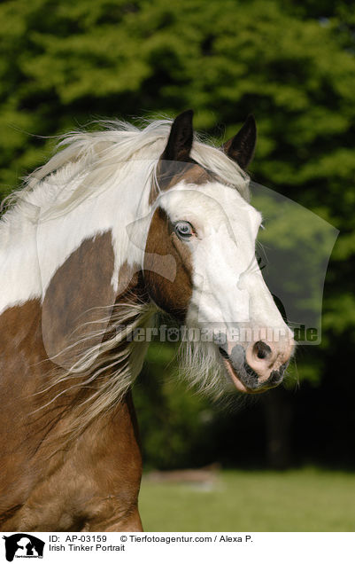 Irish Tinker Portrait / AP-03159