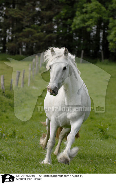 running Irish Tinker / AP-03366