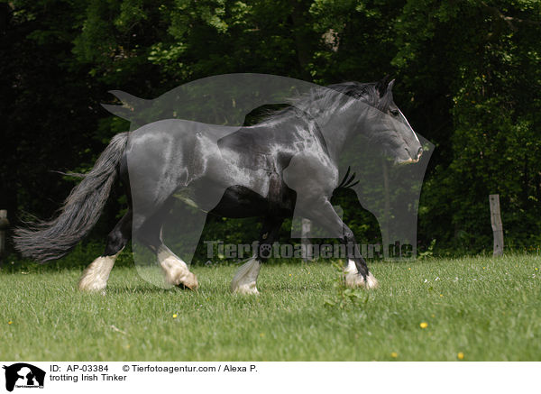 trotting Irish Tinker / AP-03384