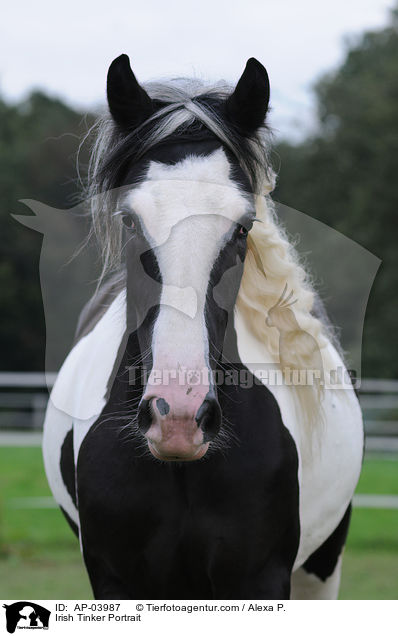 Irish Tinker Portrait / AP-03987