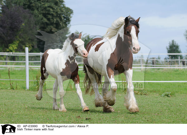 Irish Tinker Stute mit Fohlen / Irish Tinker mare with foal / AP-03990