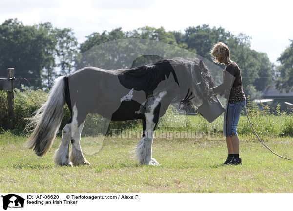 Irish Tinker wird gefttert / feeding an Irish Tinker / AP-06620