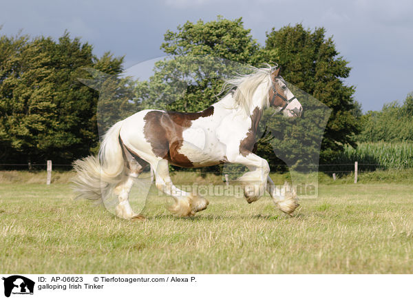 galoppierender Irish Tinker / galloping Irish Tinker / AP-06623