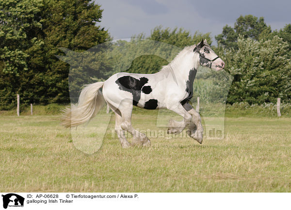 galoppierender Irish Tinker / galloping Irish Tinker / AP-06628