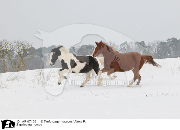 2 galoppierende Pferde / 2 galloping horses / AP-07159