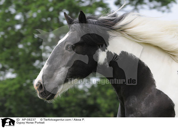 Gypsy Horse Portrait / AP-08237