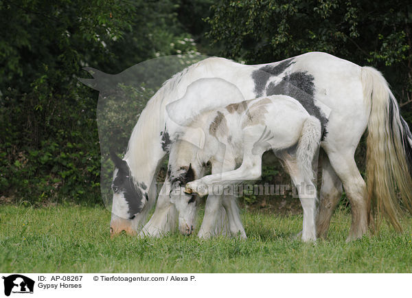 Irish Tinker / Gypsy Horses / AP-08267