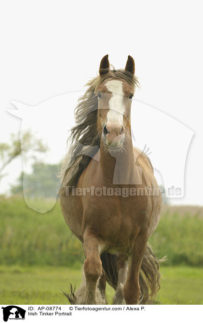 Irish Tinker Portrait / AP-08774