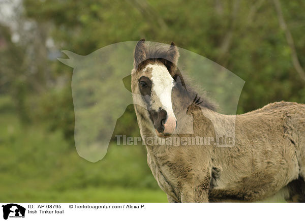 Irish Tinker Fohlen / Irish Tinker foal / AP-08795