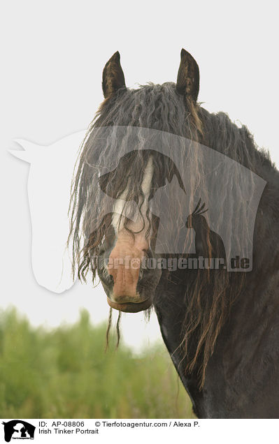 Irish Tinker Portrait / AP-08806