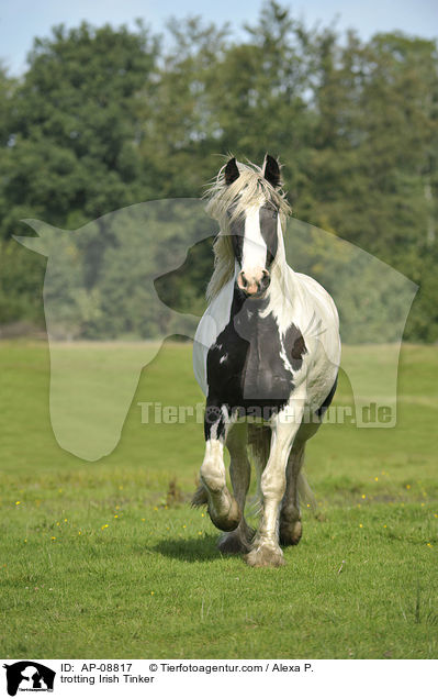 trotting Irish Tinker / AP-08817