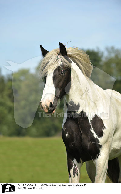 Irish Tinker Portrait / AP-08819