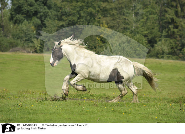 galloping Irish Tinker / AP-08842