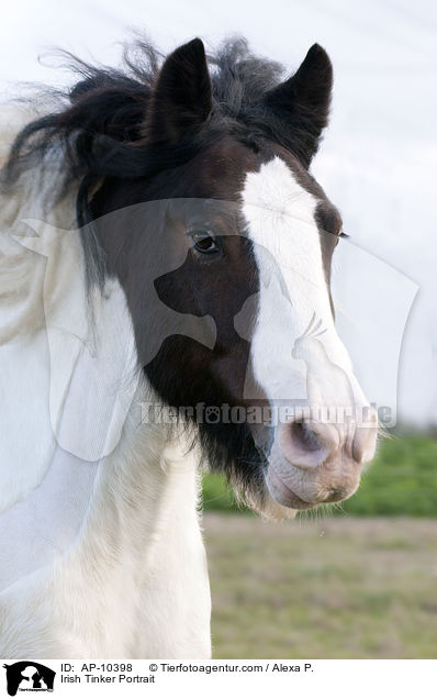 Irish Tinker Portrait / AP-10398