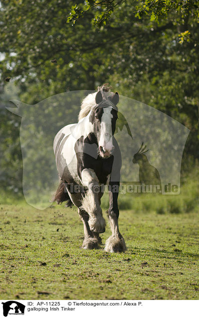 galloping Irish Tinker / AP-11225