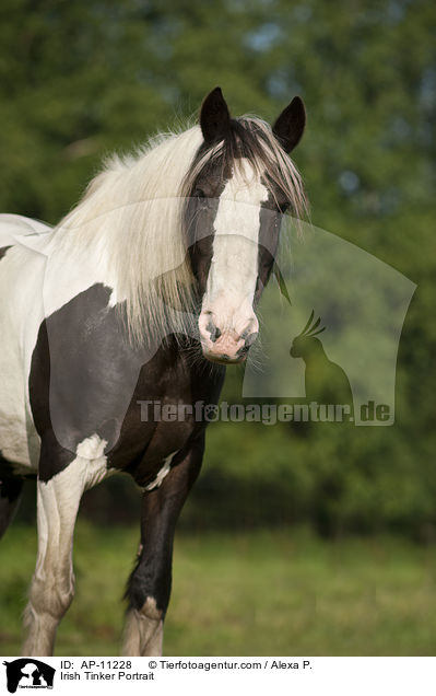 Irish Tinker Portrait / AP-11228