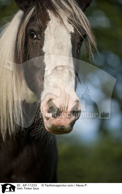 Irish Tinker Gesicht / Irish Tinker face / AP-11233