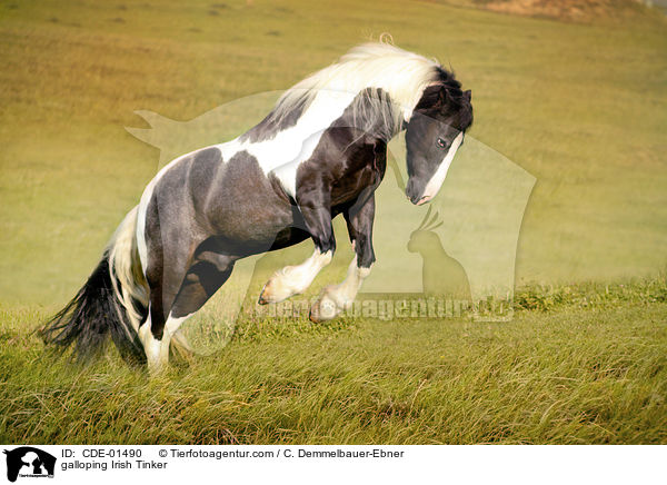 galloping Irish Tinker / CDE-01490