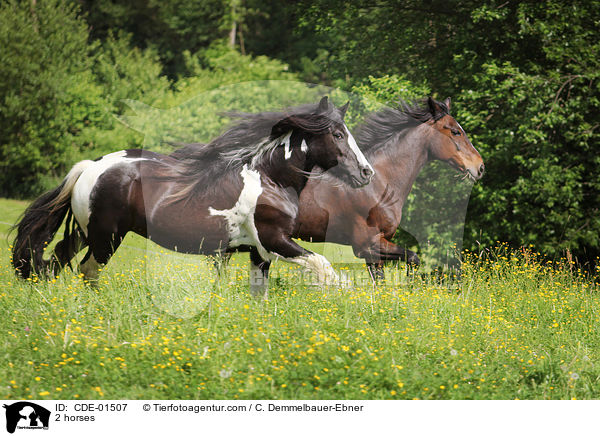 2 Pferde / 2 horses / CDE-01507