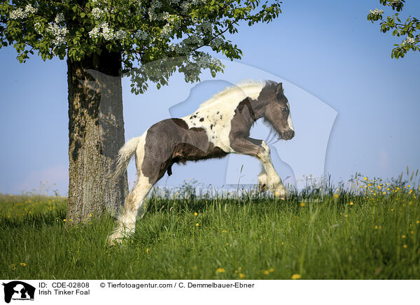 Irish Tinker Foal / CDE-02808