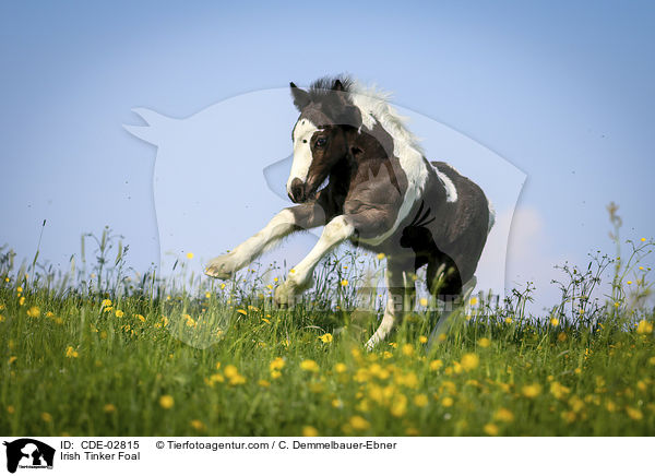 Irish Tinker Fohlen / Irish Tinker Foal / CDE-02815