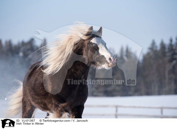 Irish Tinker im Winter / Irish Tinker in Winter / VJ-01367