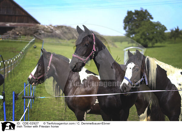 Irish Tinker with Friesian horse / CDE-02927