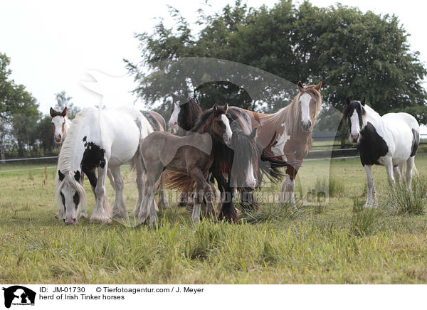 herd of Irish Tinker horses / JM-01730