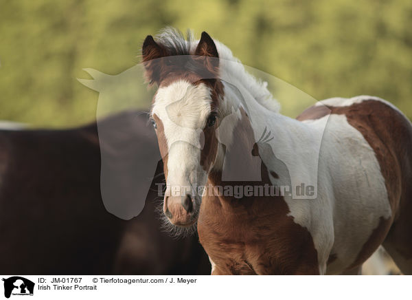 Irish Tinker Portrait / JM-01767