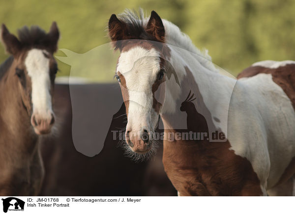 Irish Tinker Portrait / JM-01768