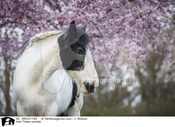 Irish Tinker portrait / JRO-01189