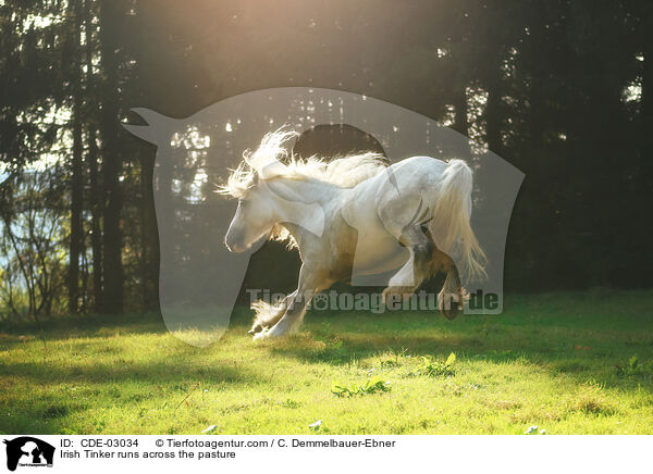 Irish Tinker rennt ber die Weide / Irish Tinker runs across the pasture / CDE-03034