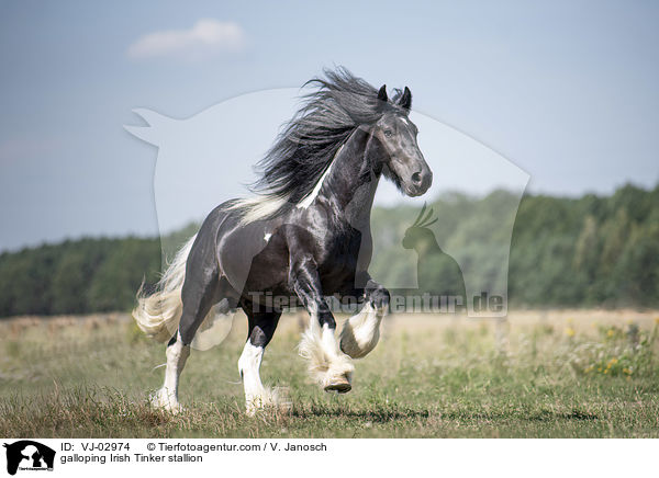 galoppierender Irish Tinker Hengst / galloping Irish Tinker stallion / VJ-02974