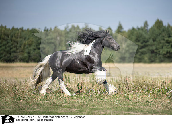 galoppierender Irish Tinker Hengst / galloping Irish Tinker stallion / VJ-02977