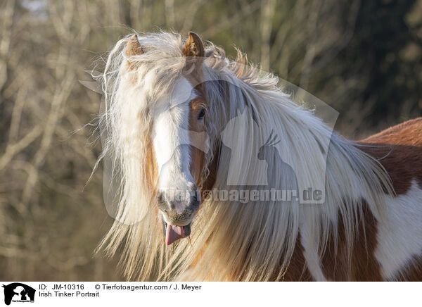 Irish Tinker Portrait / JM-10316