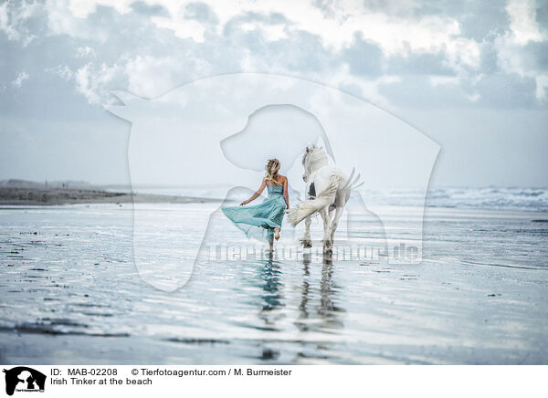 Irish Tinker am Strand / Irish Tinker at the beach / MAB-02208