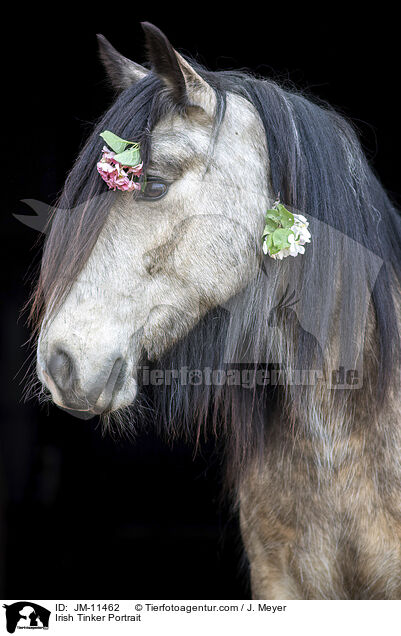 Irish Tinker Portrait / Irish Tinker Portrait / JM-11462