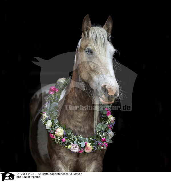 Irish Tinker Portrait / JM-11488